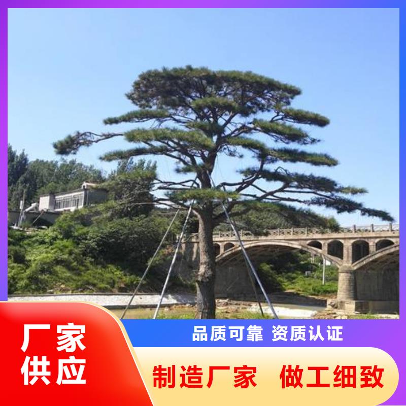 造型松,盆景价格实在