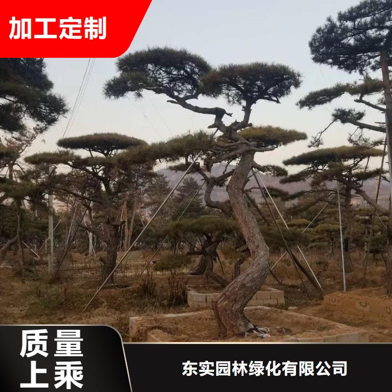 造型松造型黑松一手货源
