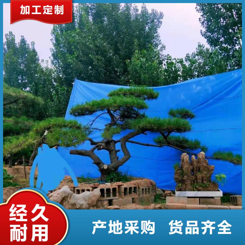 黑松视频-黑松(东实)覆盖地域辽宁省营口市老边|站前|铁岭|辽阳|本溪|葫芦岛|鞍山|阜新|抚顺