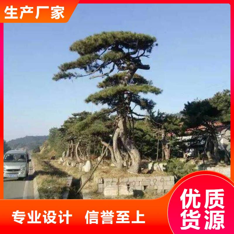 造型松商家