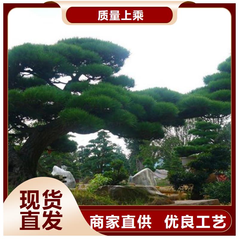 黑松视频-黑松(东实)覆盖地域辽宁省营口市老边|站前|铁岭|辽阳|本溪|葫芦岛|鞍山|阜新|抚顺