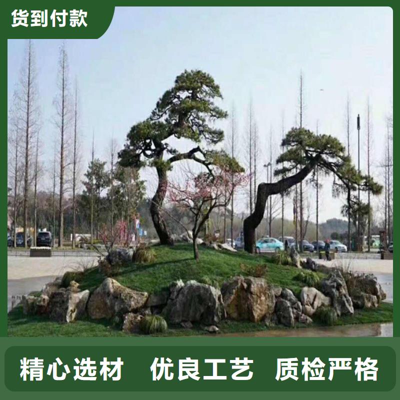 造型松造型油松客户好评