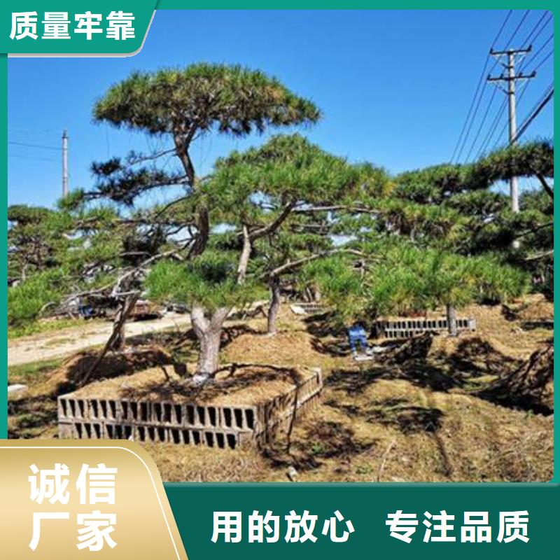 造型松 造型池松诚信经营质量保证