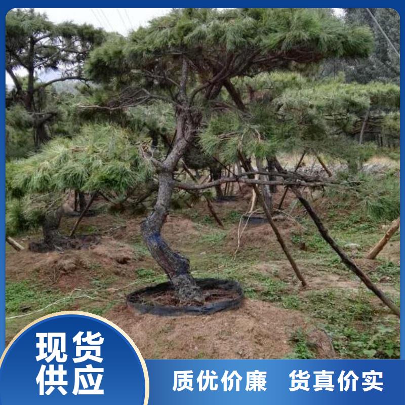 造型松造型池松保质保量
