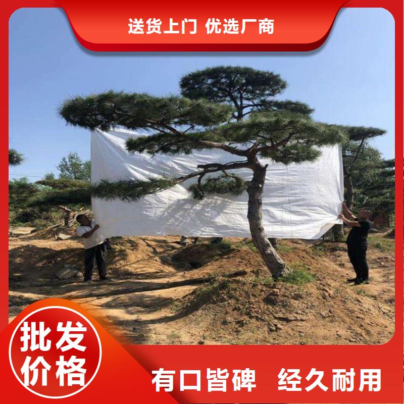  造型松商家