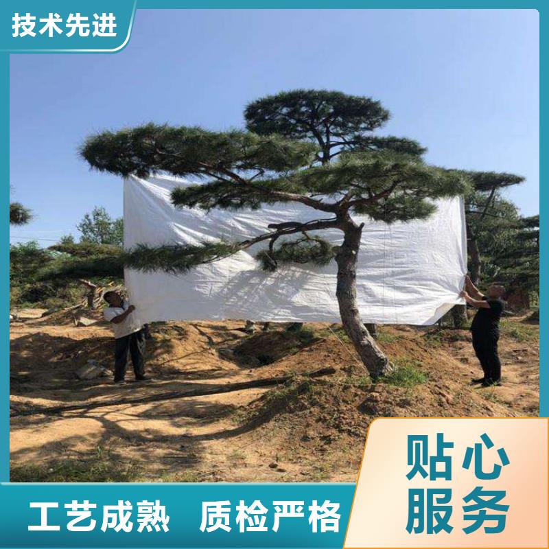 造型松造型油松客户好评