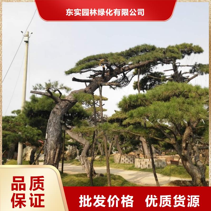 造型松-造型池松服务周到