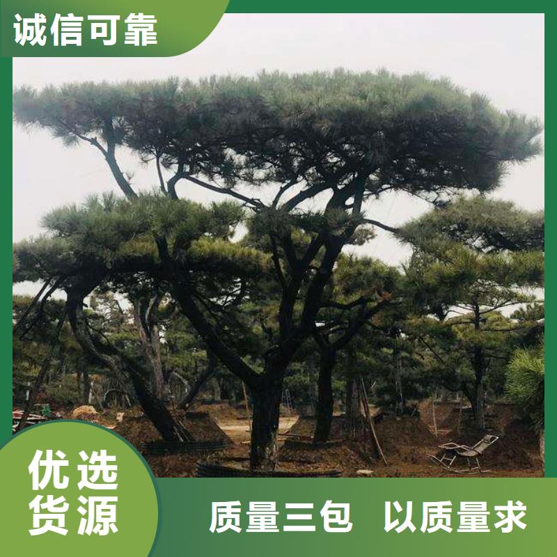 造型松,盆景价格实在