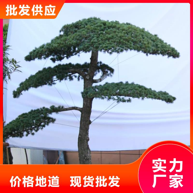 黑松视频-黑松(东实)覆盖地域辽宁省营口市老边|站前|铁岭|辽阳|本溪|葫芦岛|鞍山|阜新|抚顺