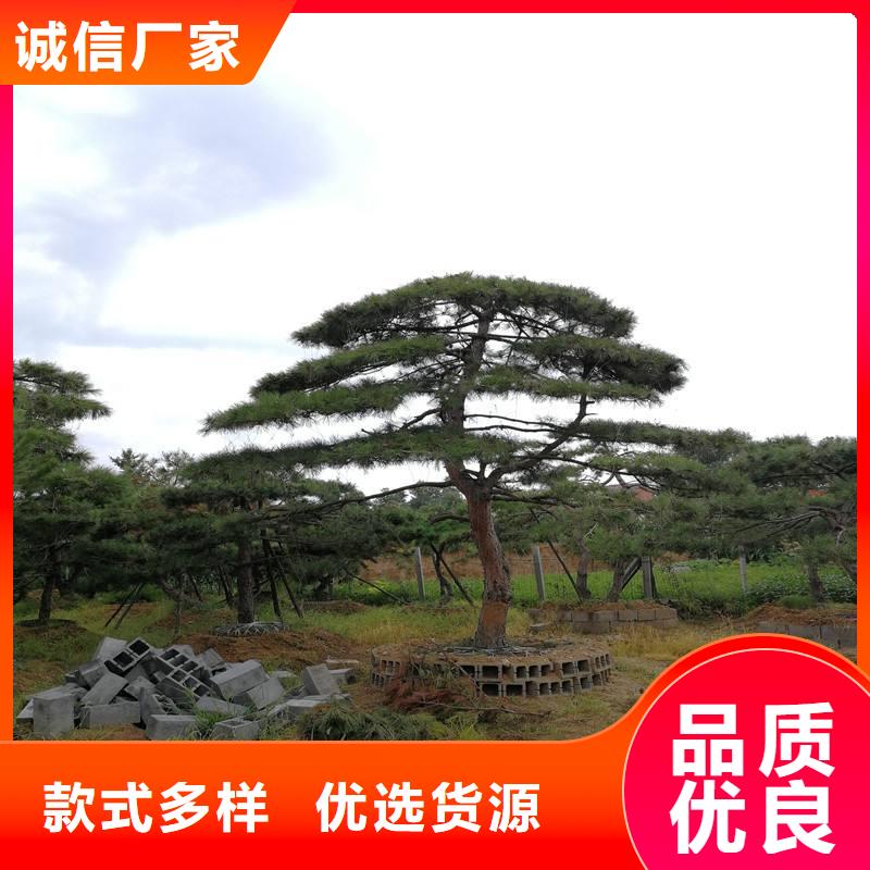 造型松造型黑松一手货源