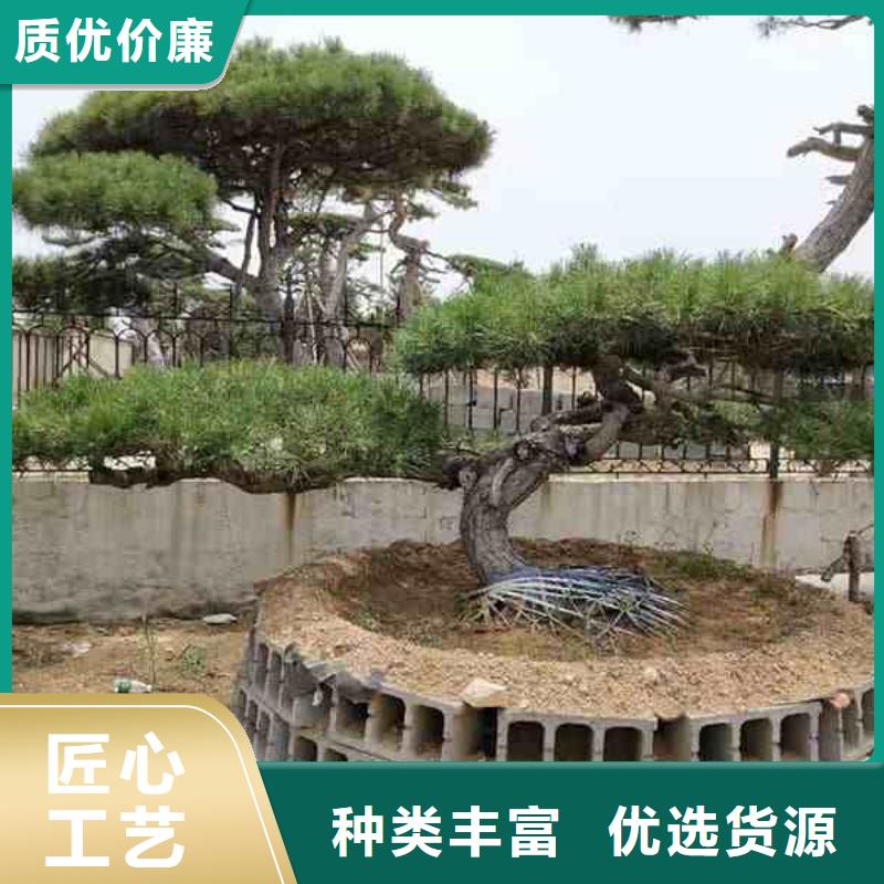 造型松造型池松保质保量