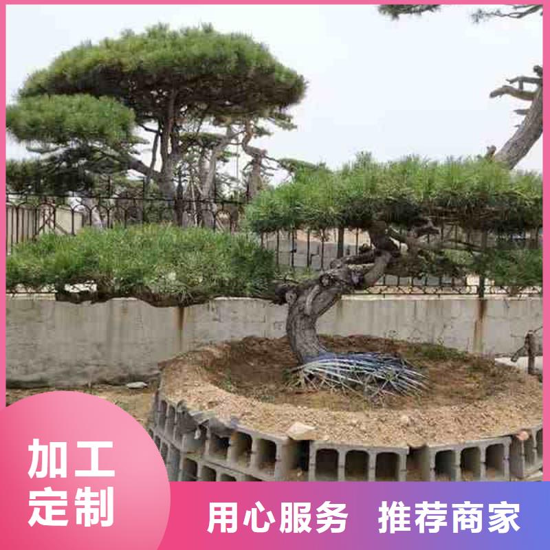 造型松 造型池松诚信经营质量保证