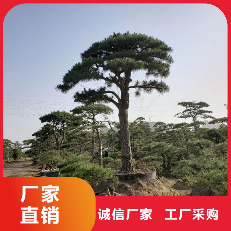 造型松-造型池松服务周到