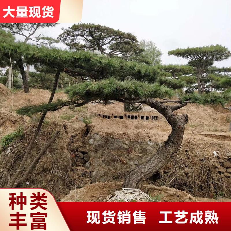 造型松造型油松客户好评