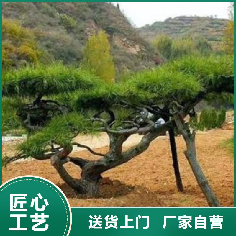 造型松造型油松质量可靠