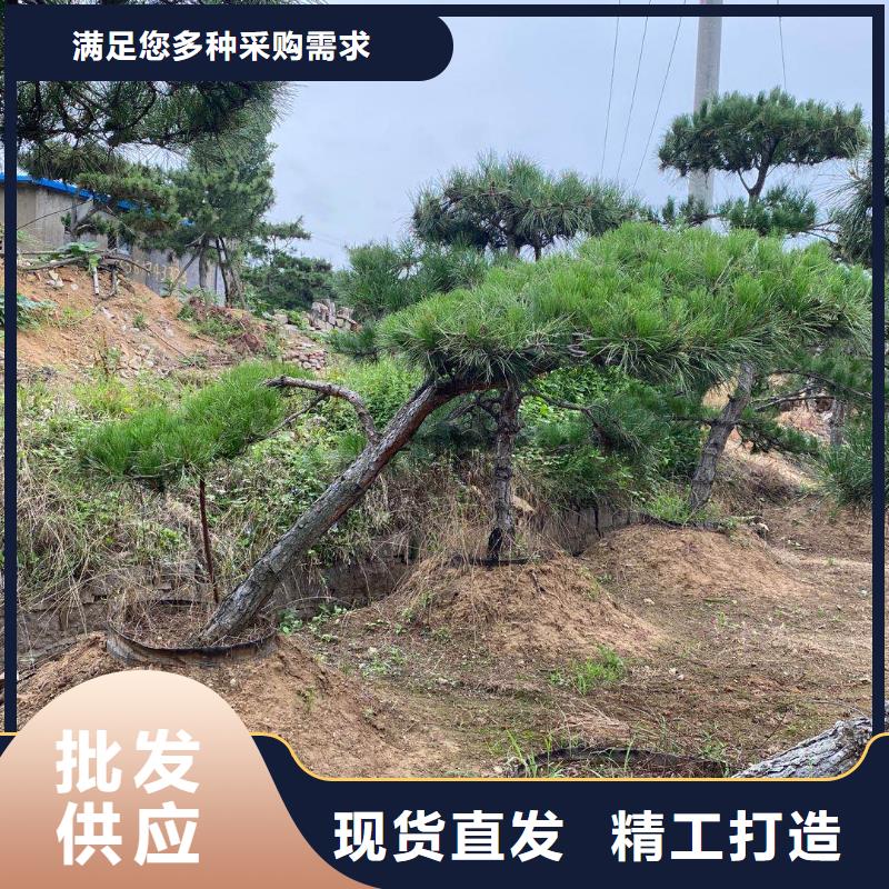 造型松助您降低采购成本
