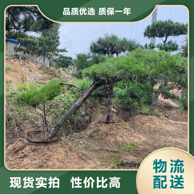  造型松商家