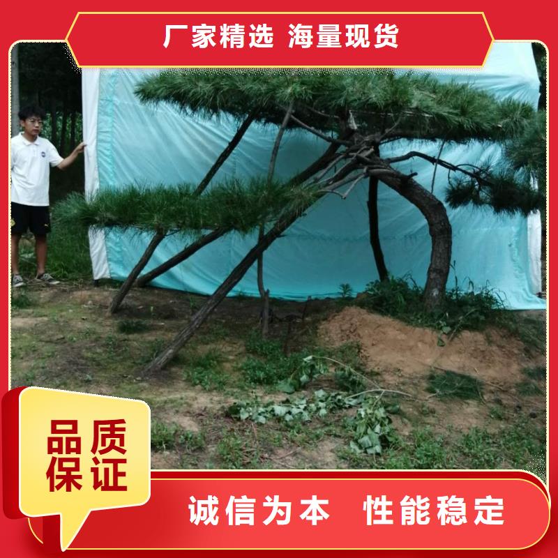 造型松造型油松质量可靠