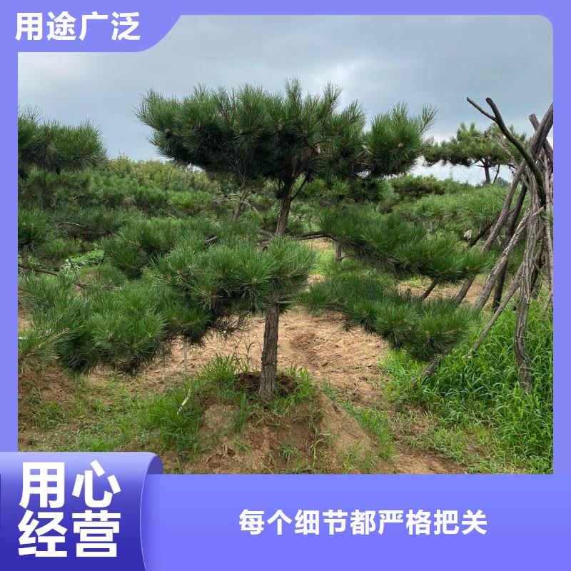造型松造型池松保质保量