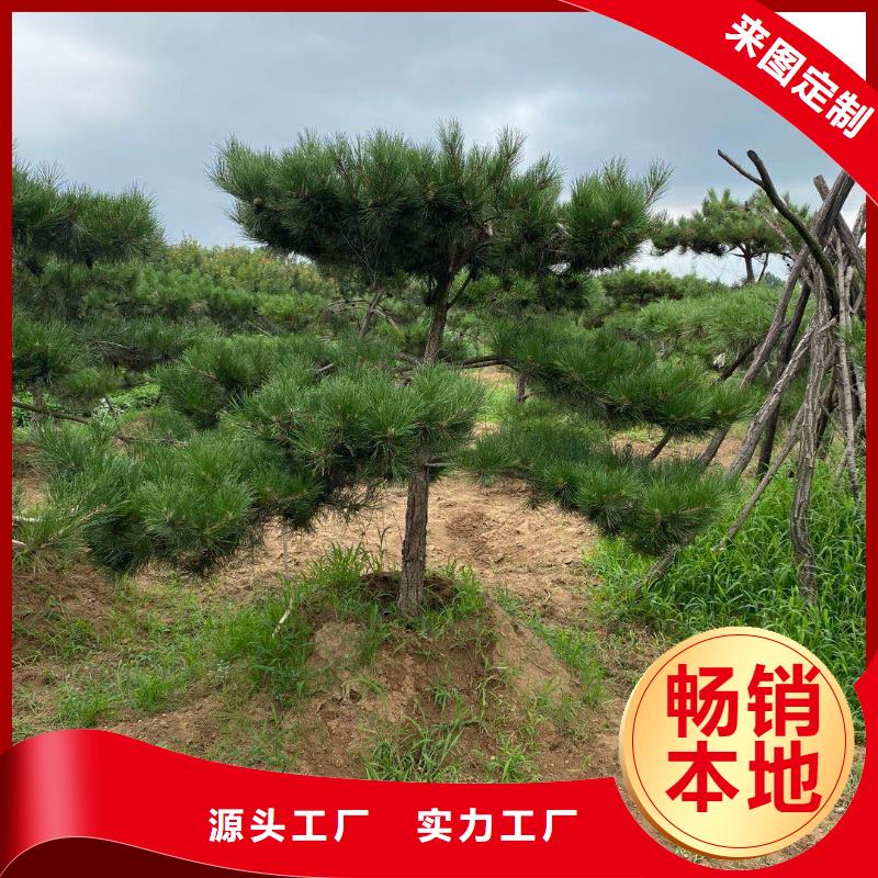 黑松视频-黑松(东实)覆盖地域辽宁省营口市老边|站前|铁岭|辽阳|本溪|葫芦岛|鞍山|阜新|抚顺