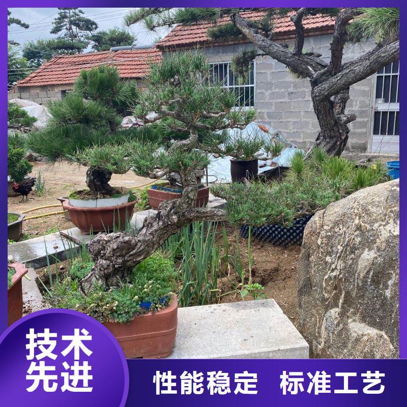 黑松视频-黑松(东实)覆盖地域辽宁省营口市老边|站前|铁岭|辽阳|本溪|葫芦岛|鞍山|阜新|抚顺