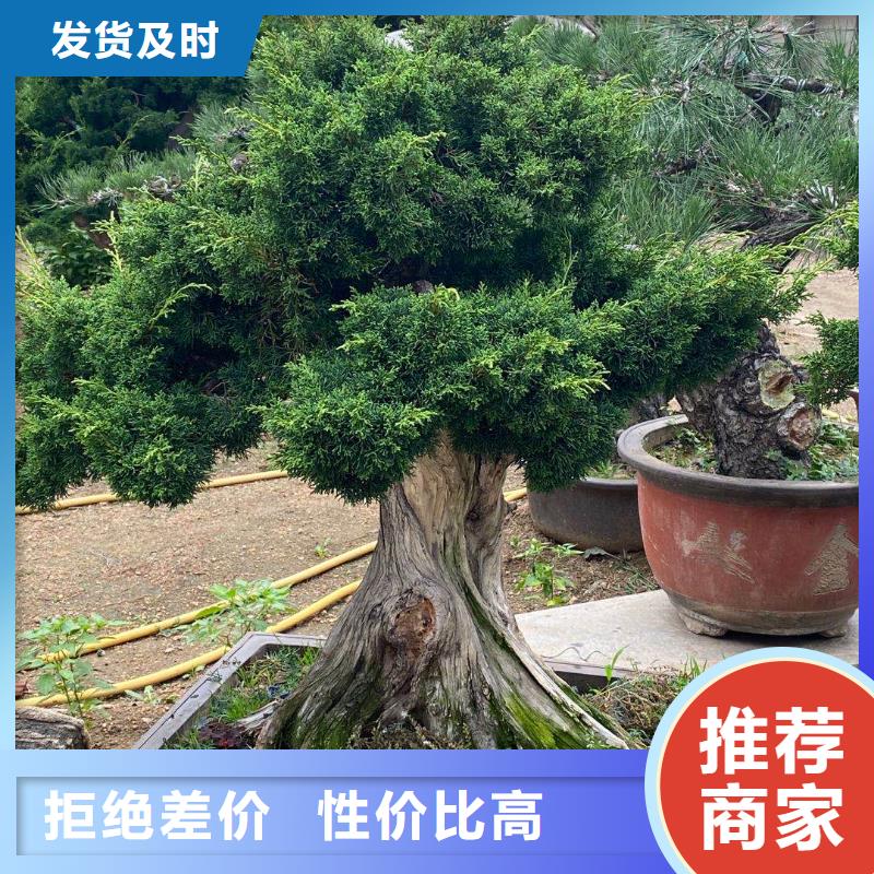  造型松商家