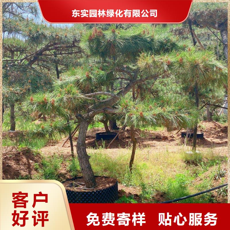 黑松视频-黑松(东实)覆盖地域辽宁省营口市老边|站前|铁岭|辽阳|本溪|葫芦岛|鞍山|阜新|抚顺