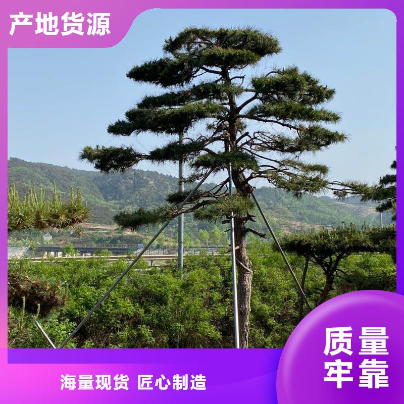 黑松视频-黑松(东实)覆盖地域辽宁省营口市老边|站前|铁岭|辽阳|本溪|葫芦岛|鞍山|阜新|抚顺