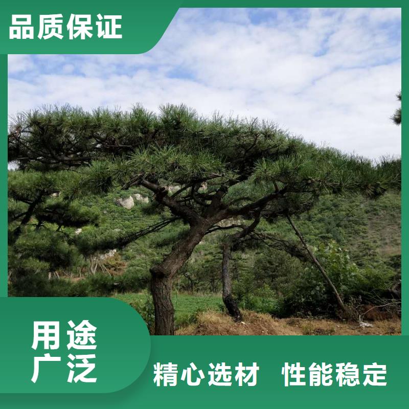 造型松造型油松客户好评