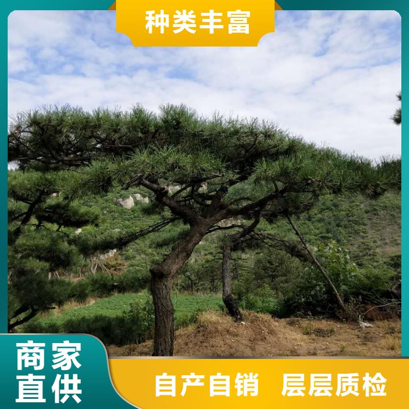 造型松平顶松讲信誉保质量