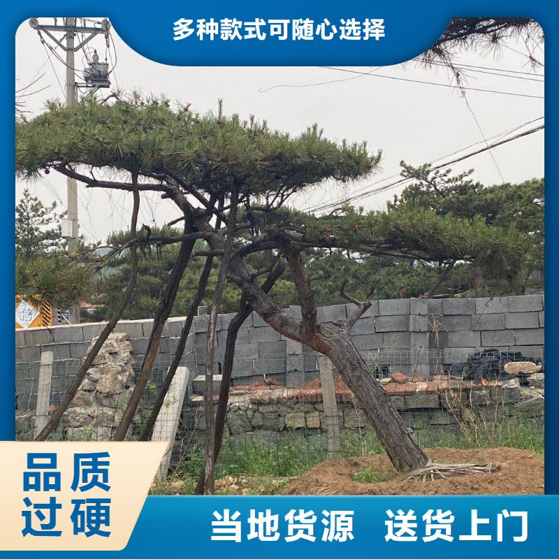 造型松,盆景价格实在