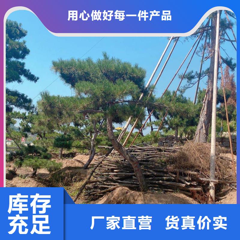 造型松造型黑松一手货源