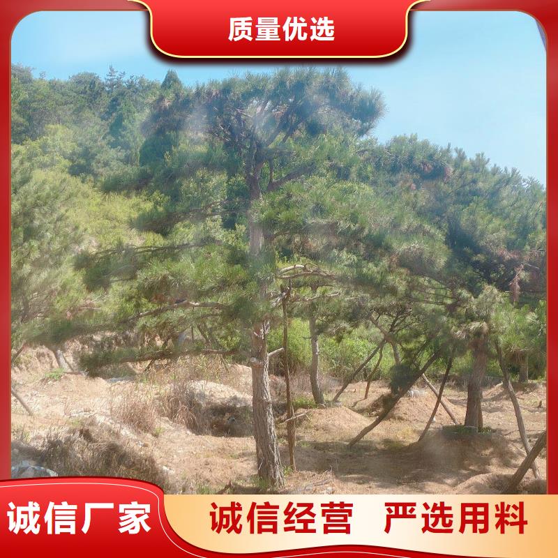 造型松-造型池松服务周到