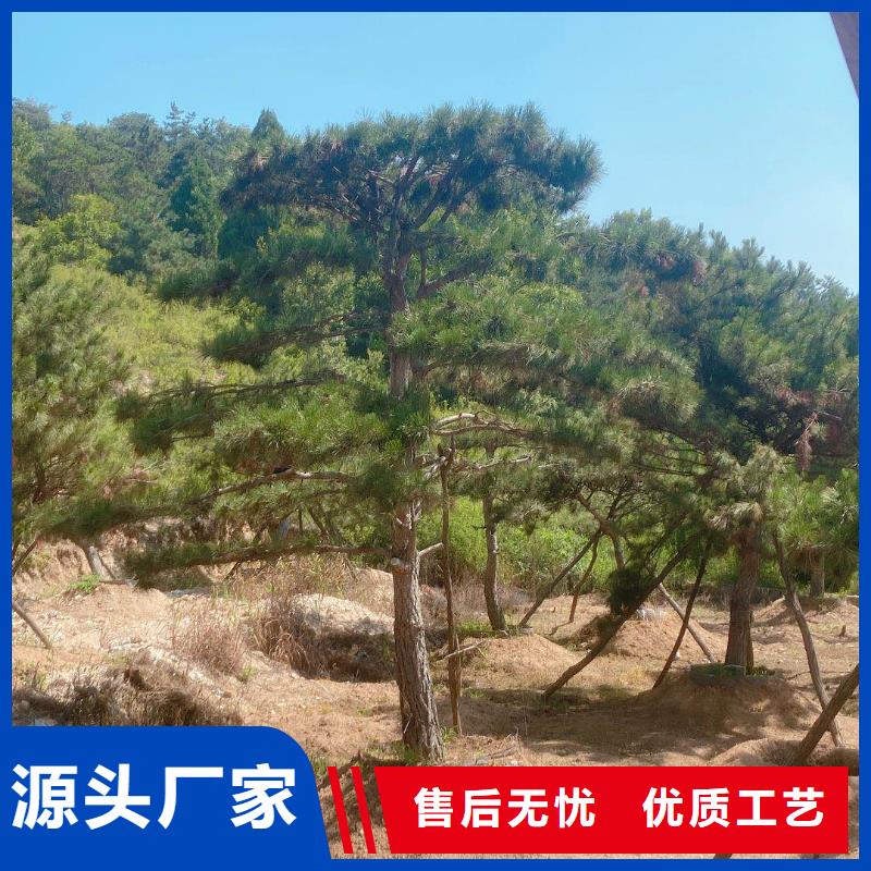 造型松,盆景价格实在