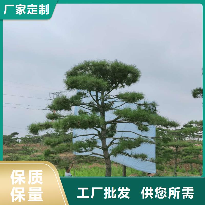 造型松造型油松质量可靠