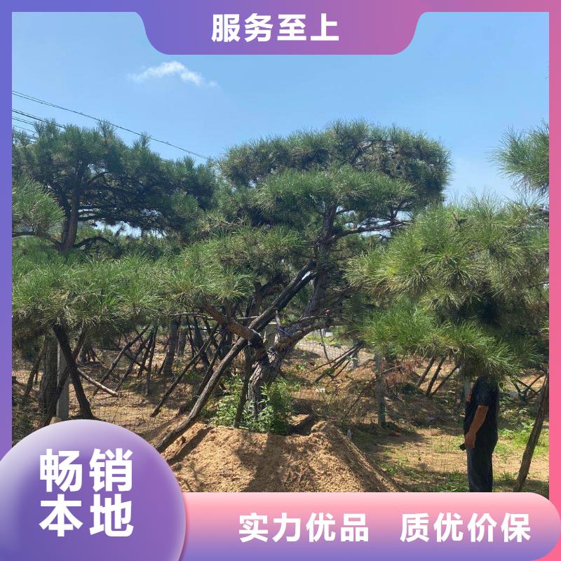 造型松造型油松质量可靠