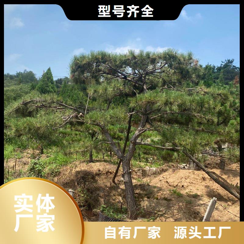 造型松造型油松质量可靠