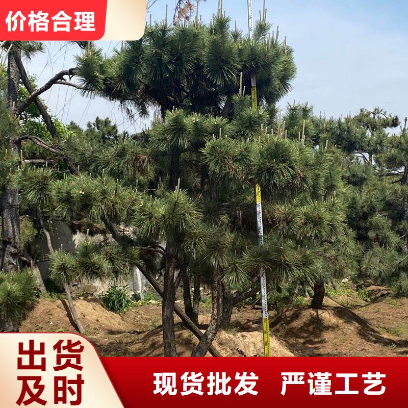 造型松造型油松质量可靠