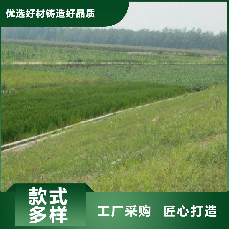 三维植被网 【钢塑土工格栅】一周内发货本地厂家