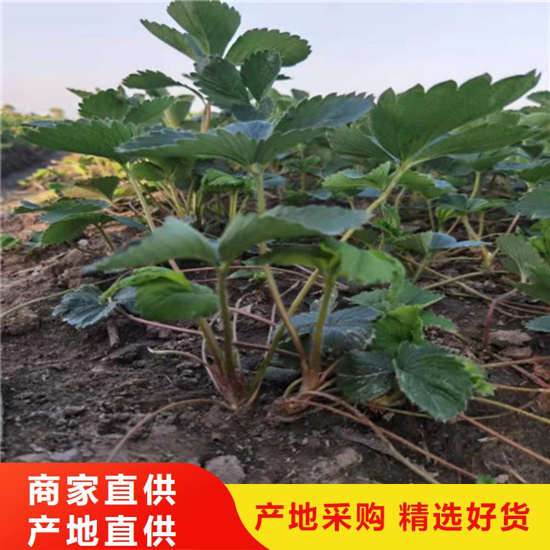 草莓苗苹果苗粘木厂家新品