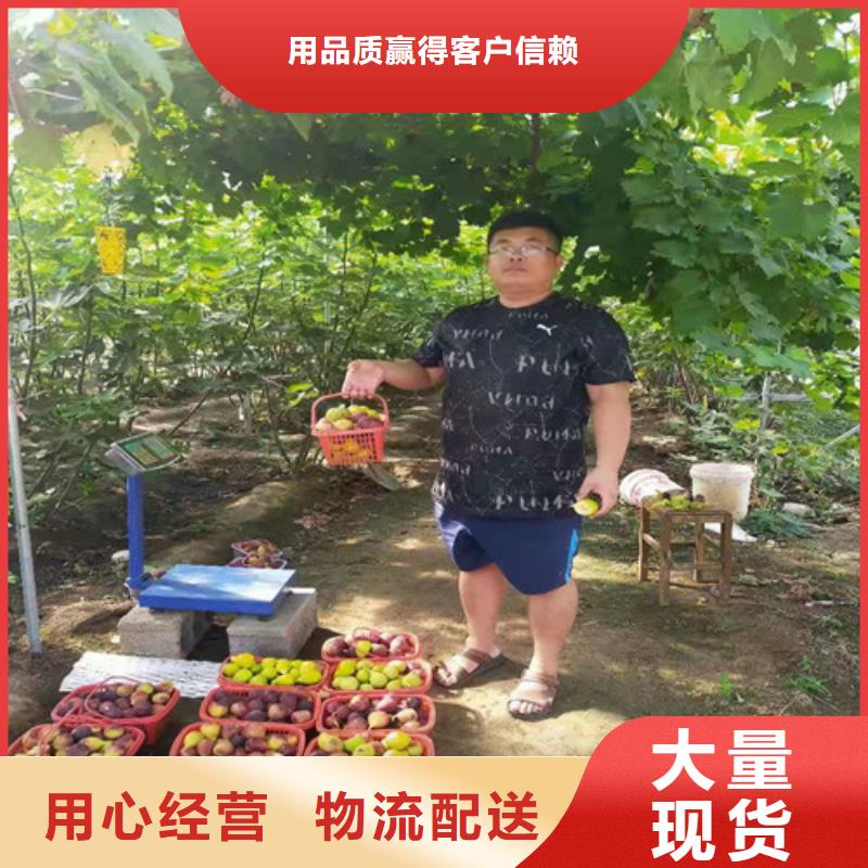 无花果-大棚草莓苗源厂供货