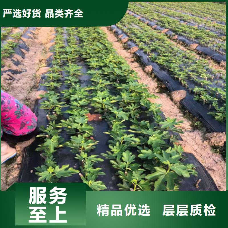 无花果-大棚草莓苗源厂供货