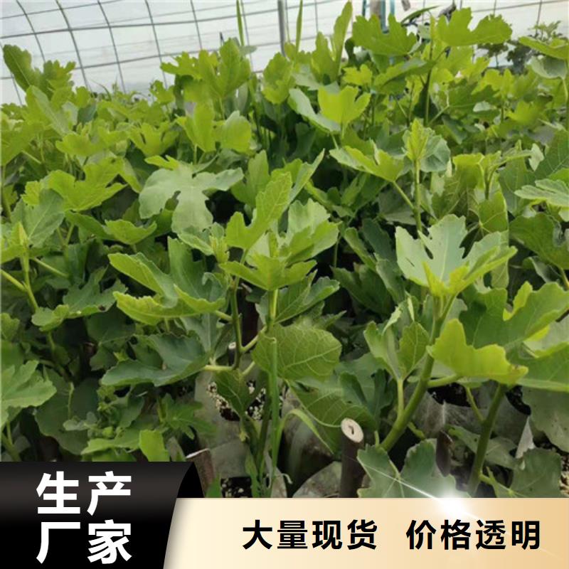 无花果-大棚草莓苗源厂供货