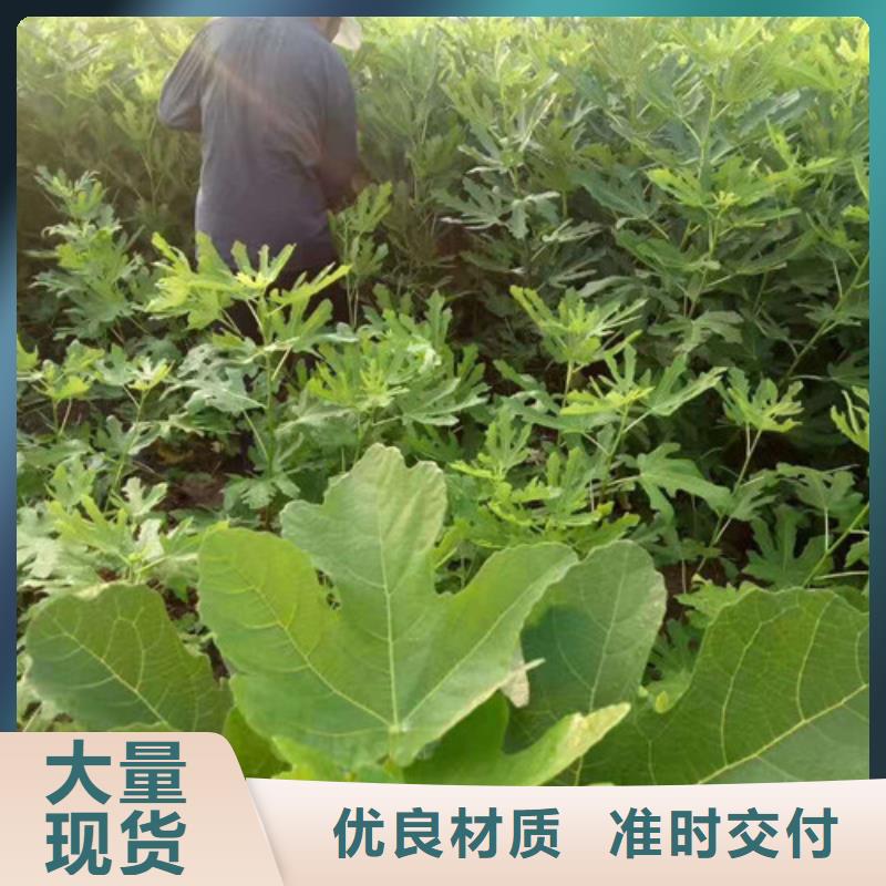 无花果-大棚草莓苗源厂供货