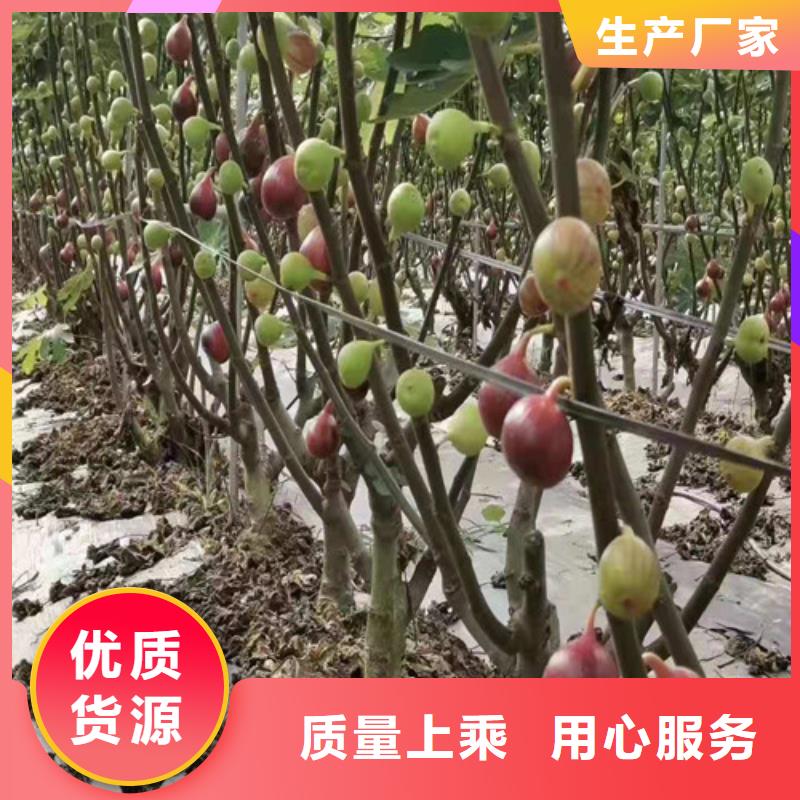 无花果-大棚草莓苗源厂供货