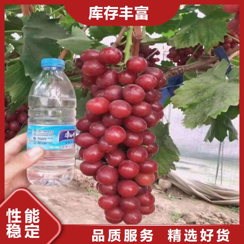 辣椒苗视频-辣椒苗-河南省驻马店市(本土)公司-遂平|新蔡|三门峡|许昌|商丘|鹤壁