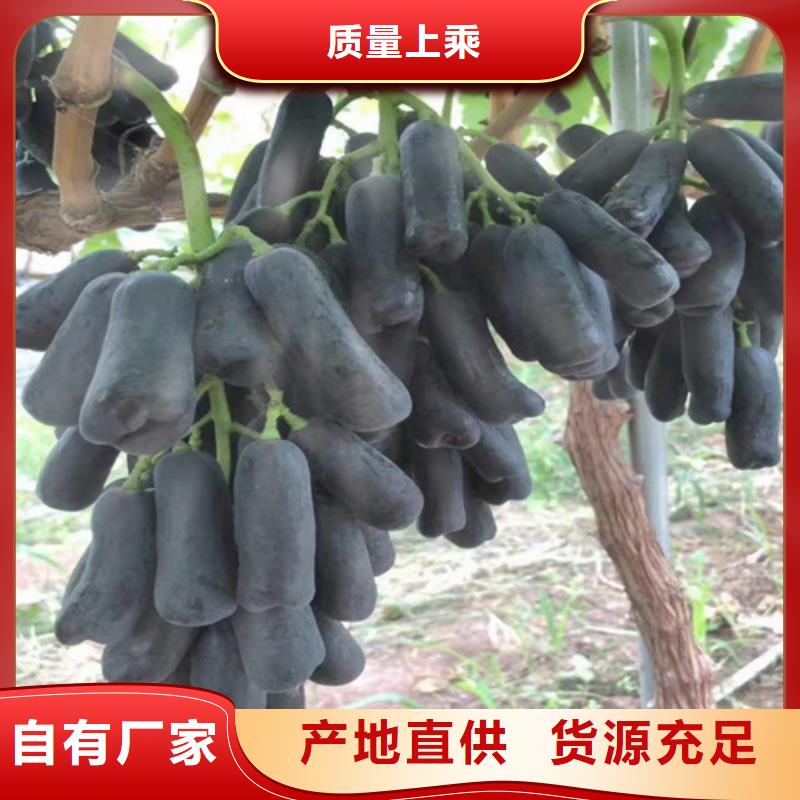 辣椒苗视频-辣椒苗-河南省驻马店市(本土)公司-遂平|新蔡|三门峡|许昌|商丘|鹤壁