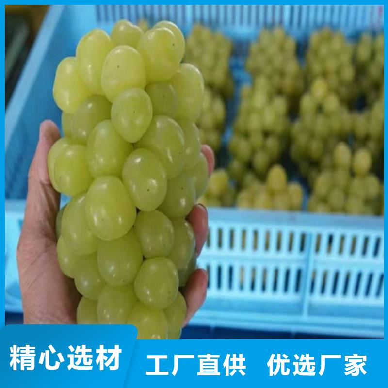 辣椒苗视频-辣椒苗-河南省驻马店市(本土)公司-遂平|新蔡|三门峡|许昌|商丘|鹤壁