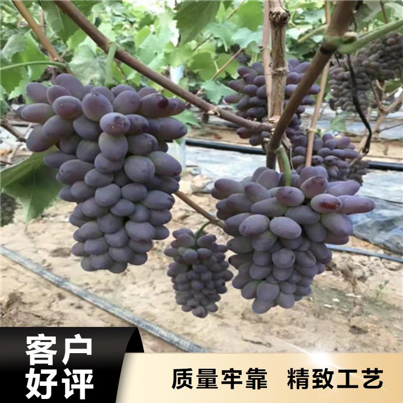 辣椒苗视频-辣椒苗-河南省驻马店市(本土)公司-遂平|新蔡|三门峡|许昌|商丘|鹤壁
