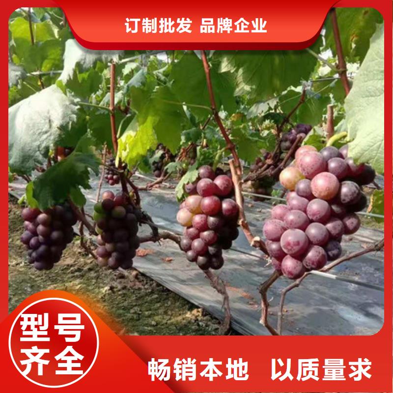 辣椒苗视频-辣椒苗-河南省驻马店市(本土)公司-遂平|新蔡|三门峡|许昌|商丘|鹤壁